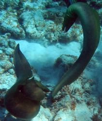 Two eels getting busy by Andrew Kubica 